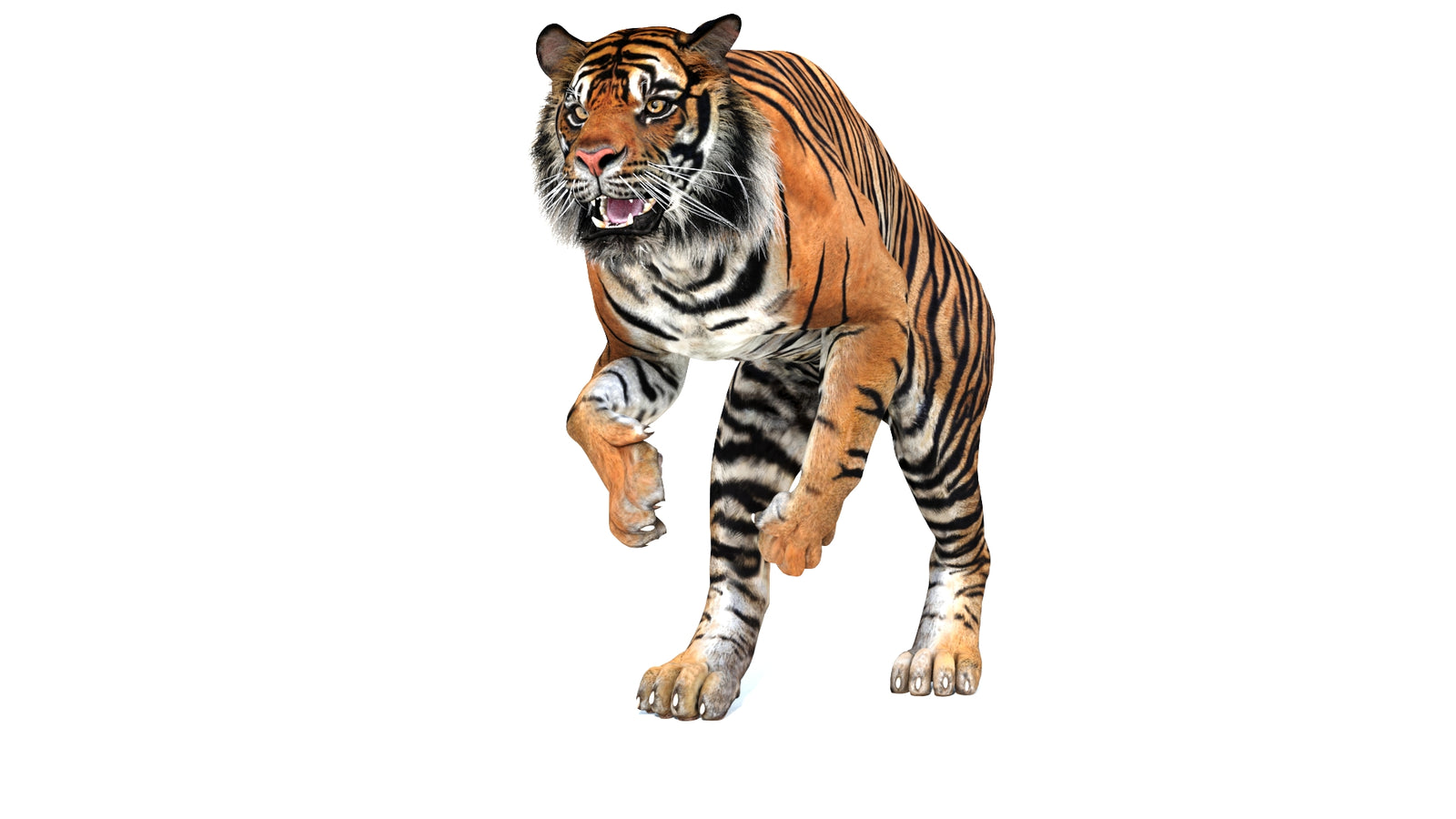 Animated Tiger 3D Model 360° view 3 frame 28