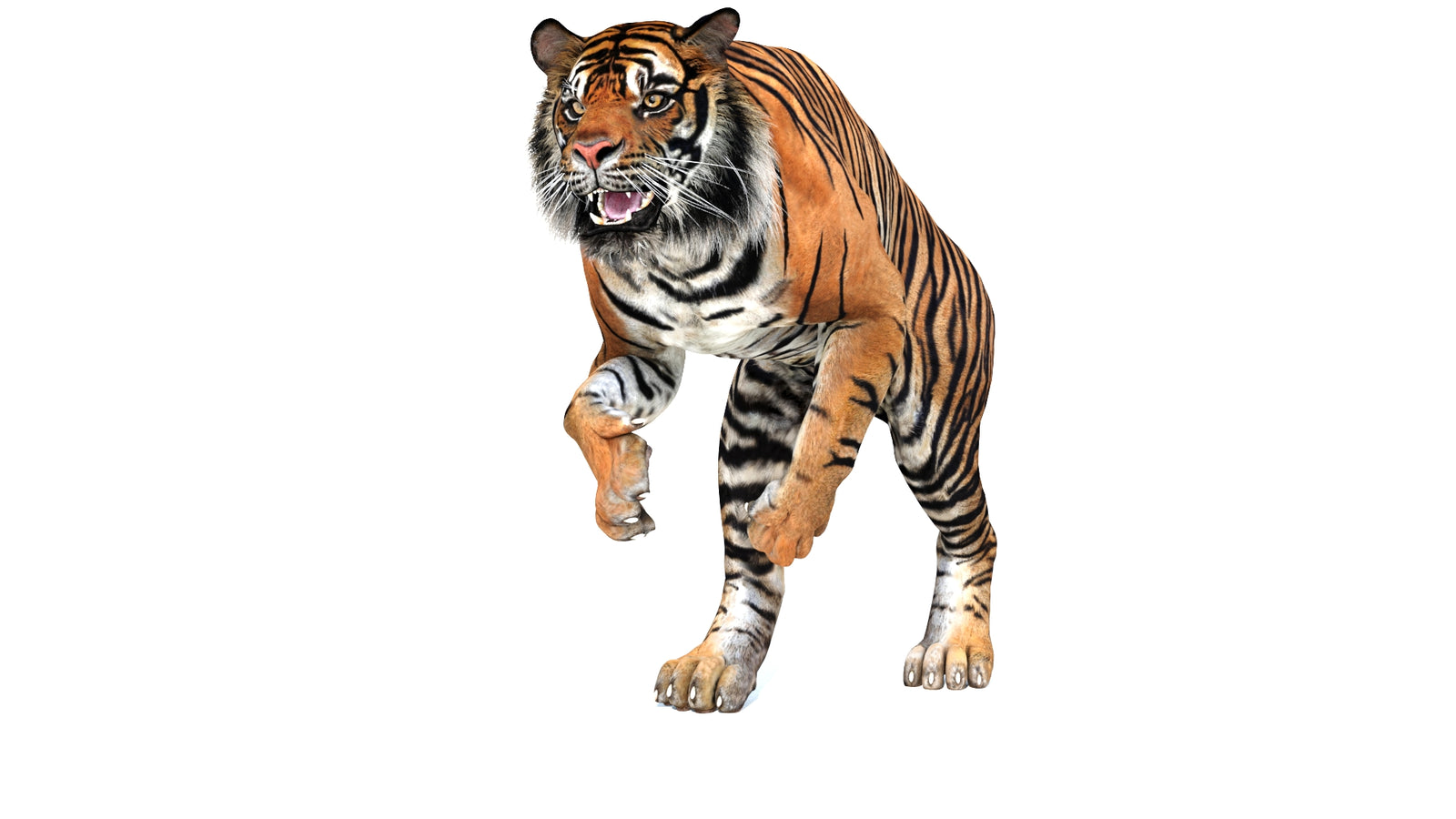 Animated Tiger 3D Model 360° view 3 frame 29
