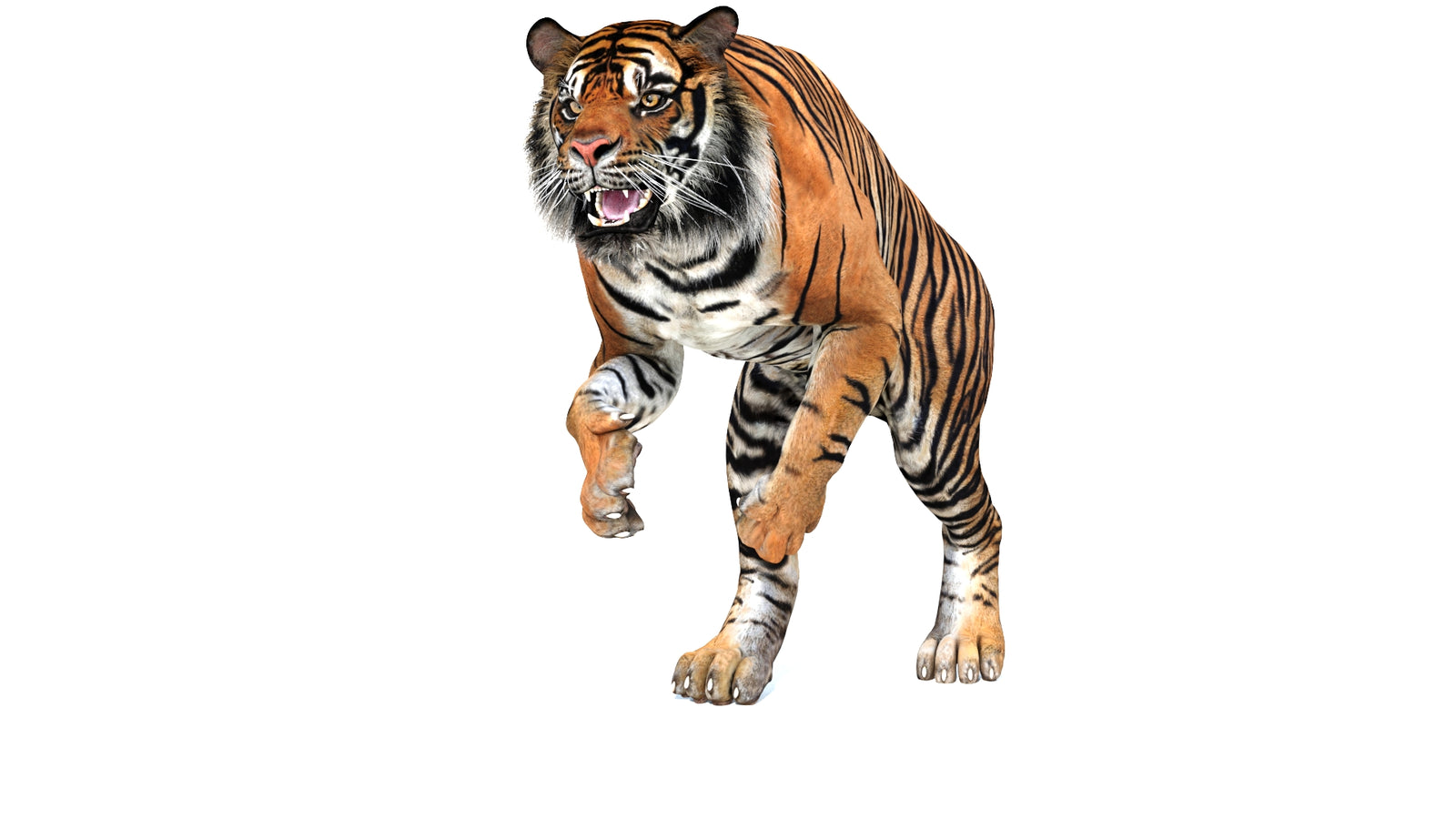 Animated Tiger 3D Model 360° view 3 frame 30