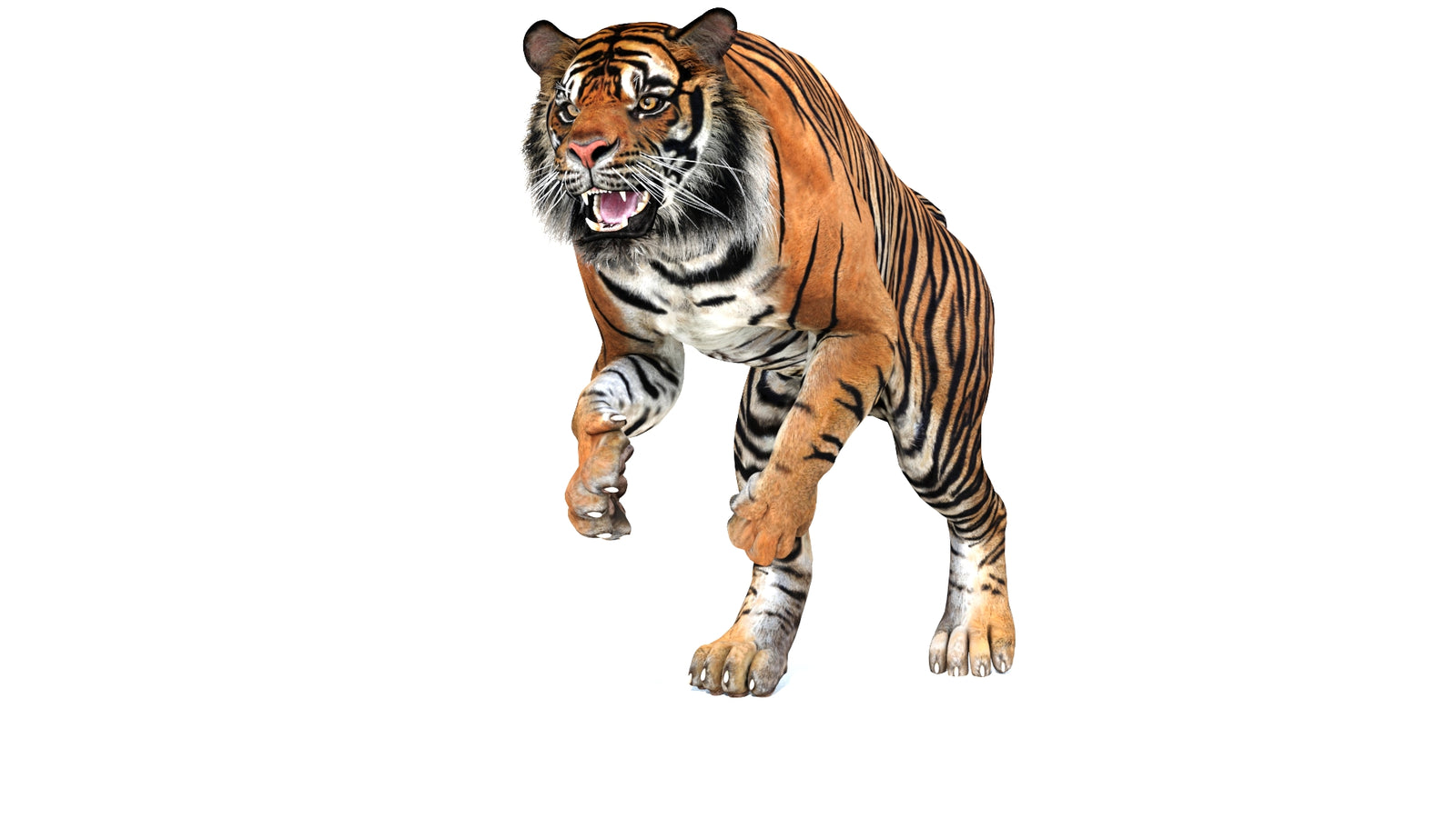 Animated Tiger 3D Model 360° view 3 frame 31