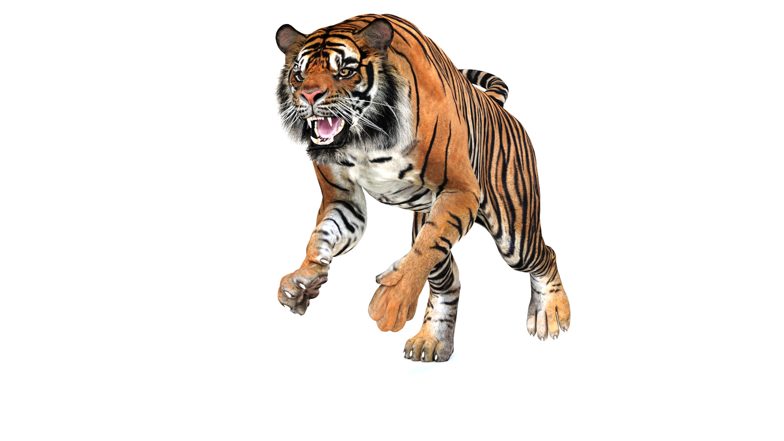 Animated Tiger 3D Model 360° view 3 frame 35