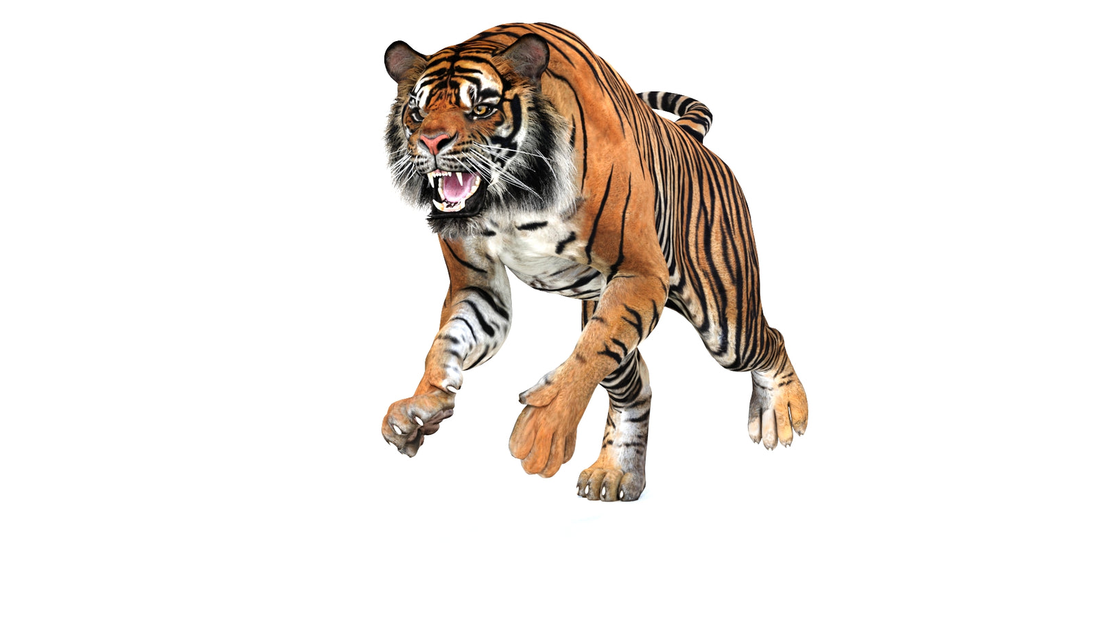 Animated Tiger 3D Model 360° view 3 frame 36