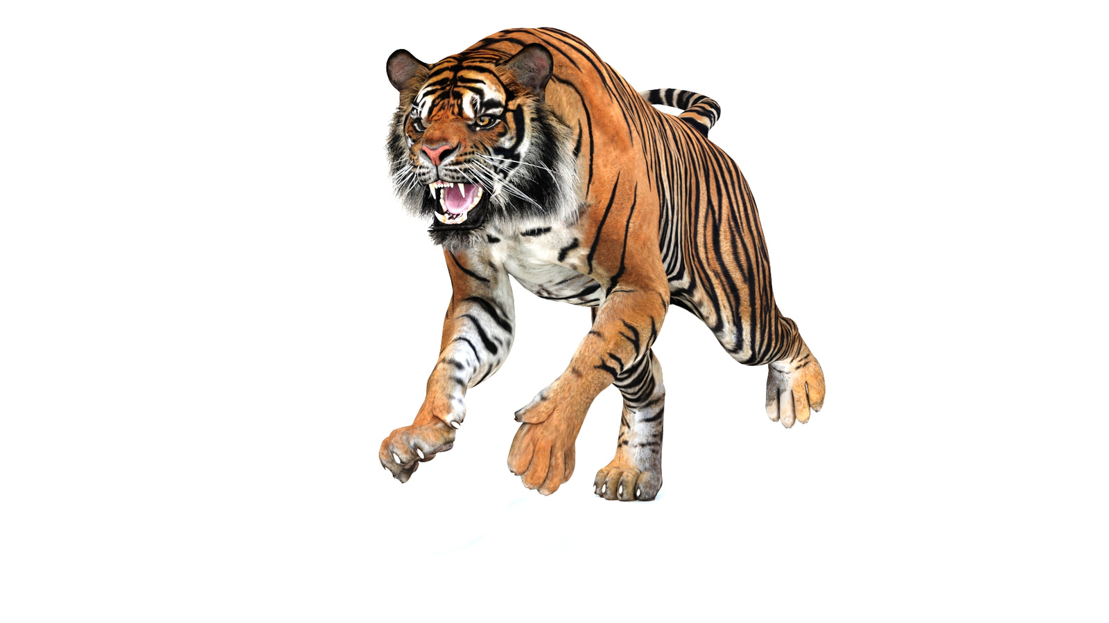 Animated Tiger 3D Model 360° view 3 frame 37
