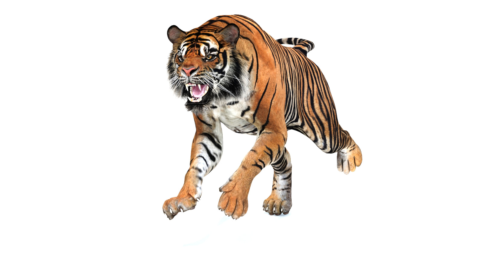 Animated Tiger 3D Model 360° view 3 frame 38
