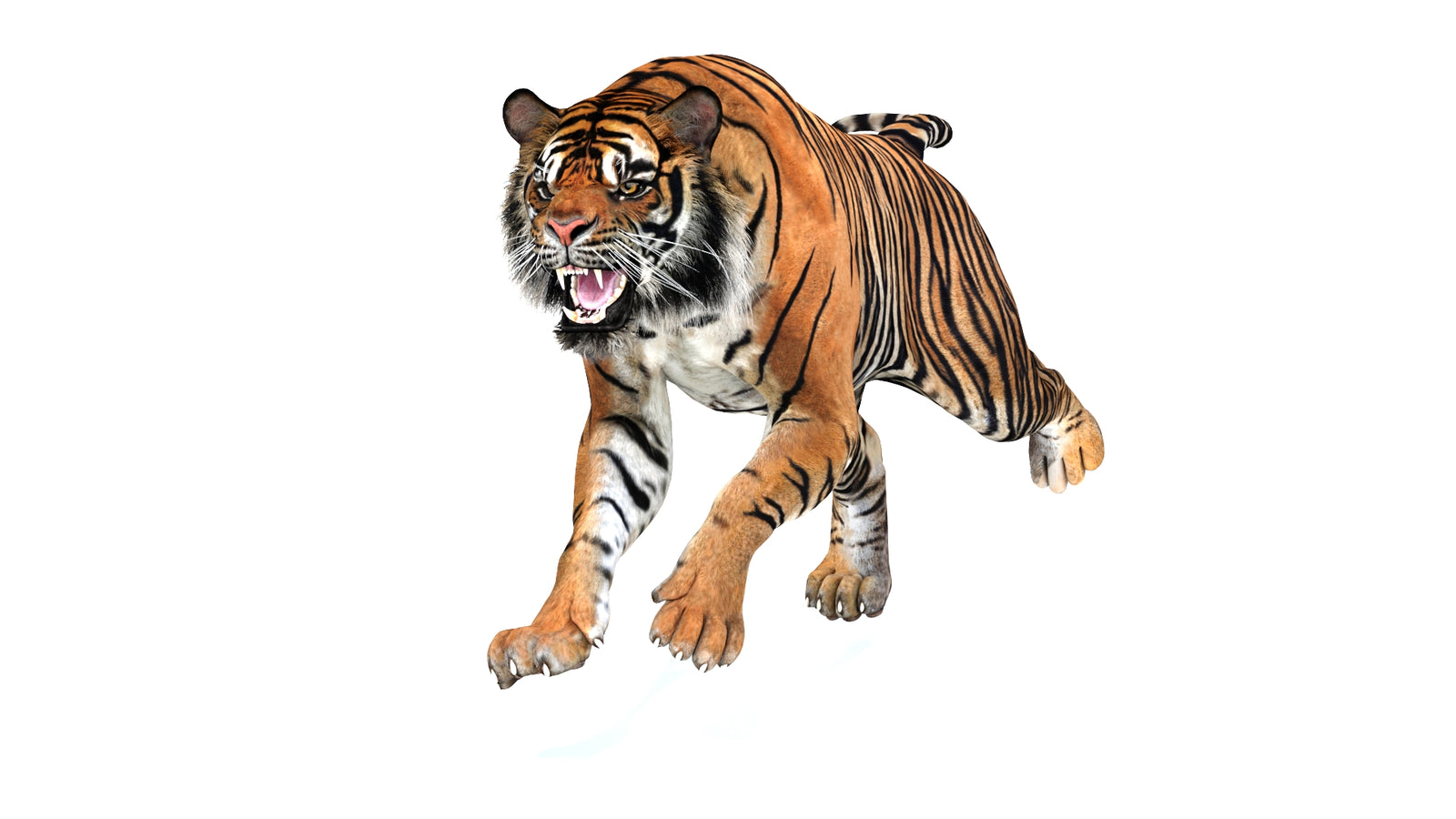 Animated Tiger 3D Model 360° view 3 frame 39