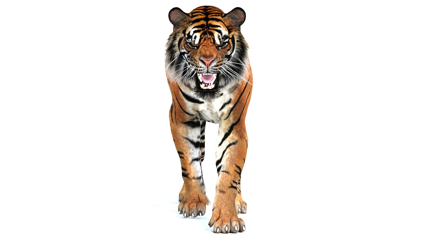Animated Tiger 3D Model 360° view 2 frame 1