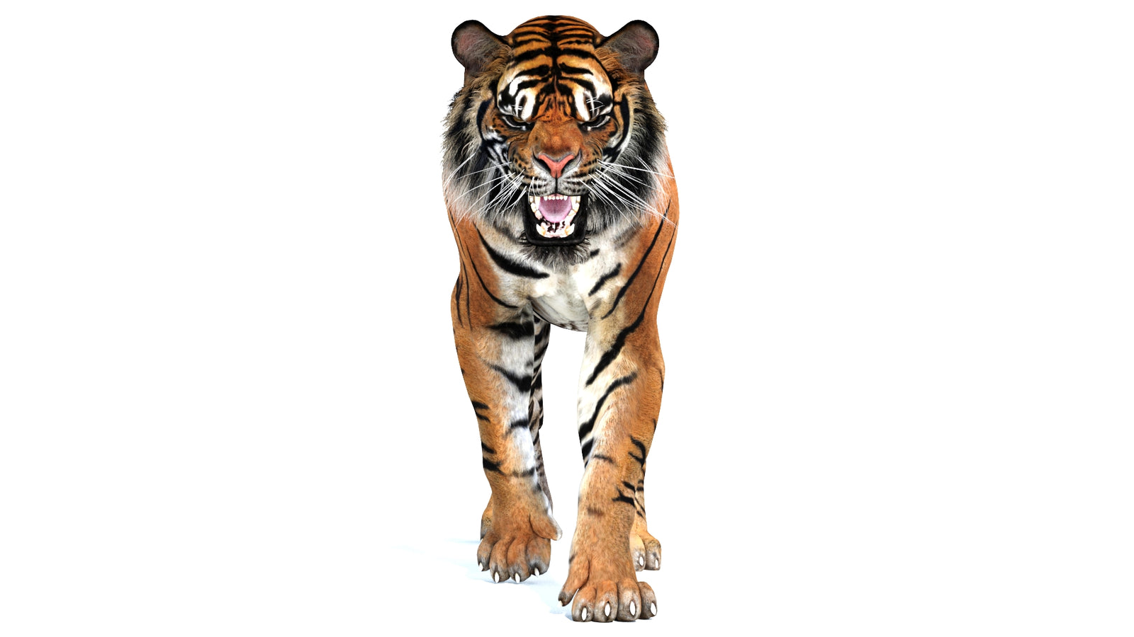 Animated Tiger 3D Model 360° view 2 frame 2