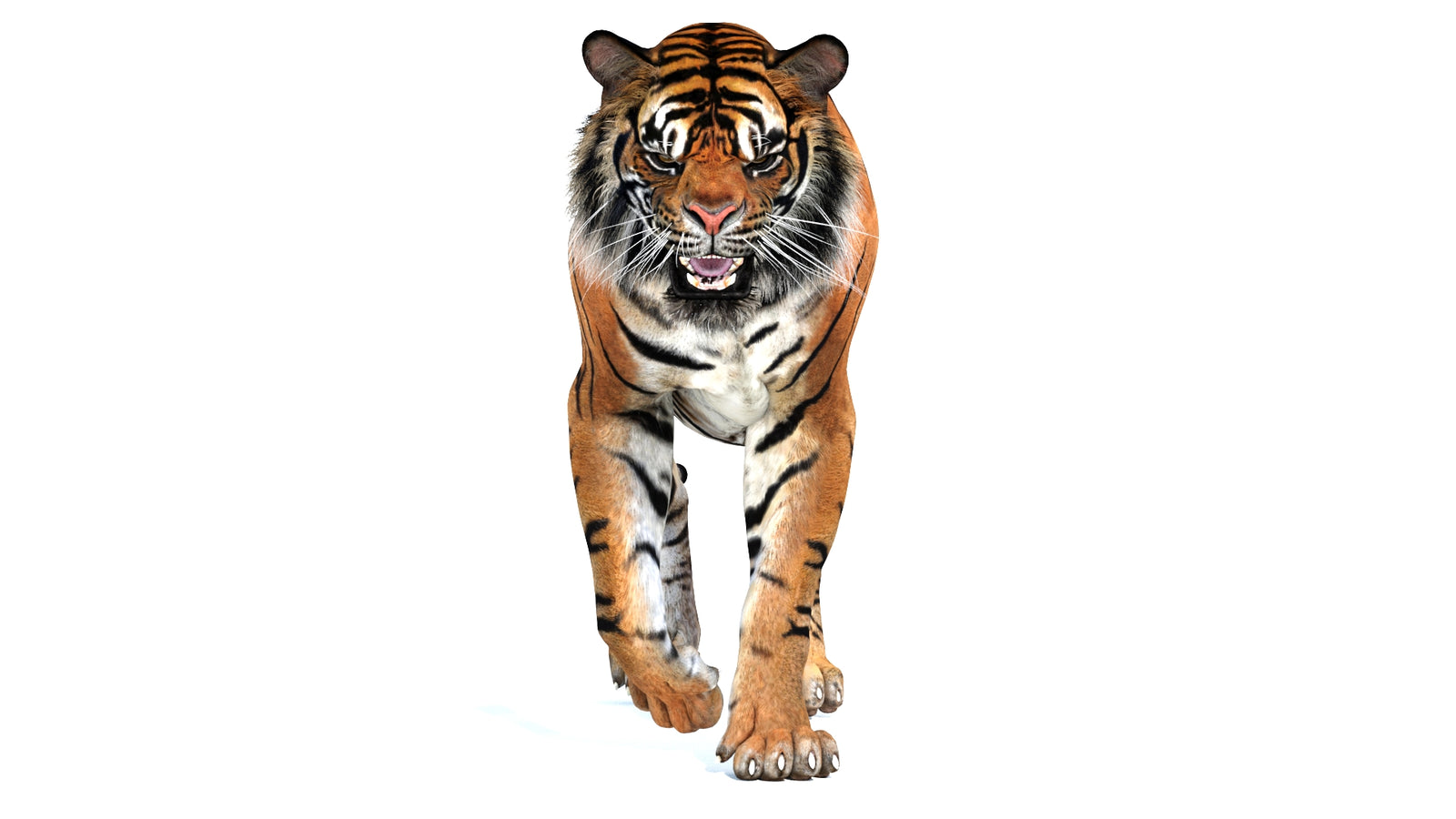 Animated Tiger 3D Model 360° view 2 frame 8