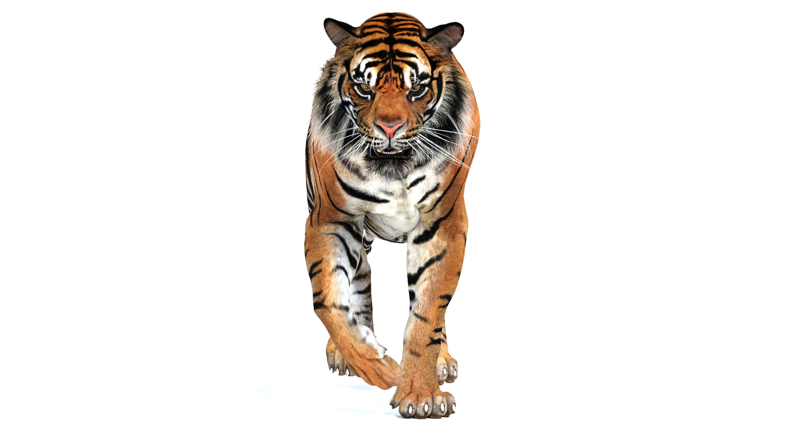 Animated Tiger 3D Model 360° view 2 frame 12