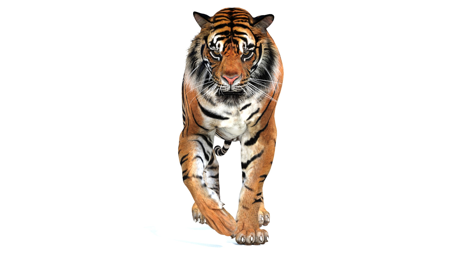 Animated Tiger 3D Model 360° view 2 frame 14