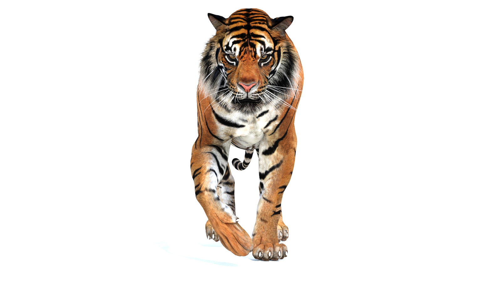Animated Tiger 3D Model 360° view 2 frame 15