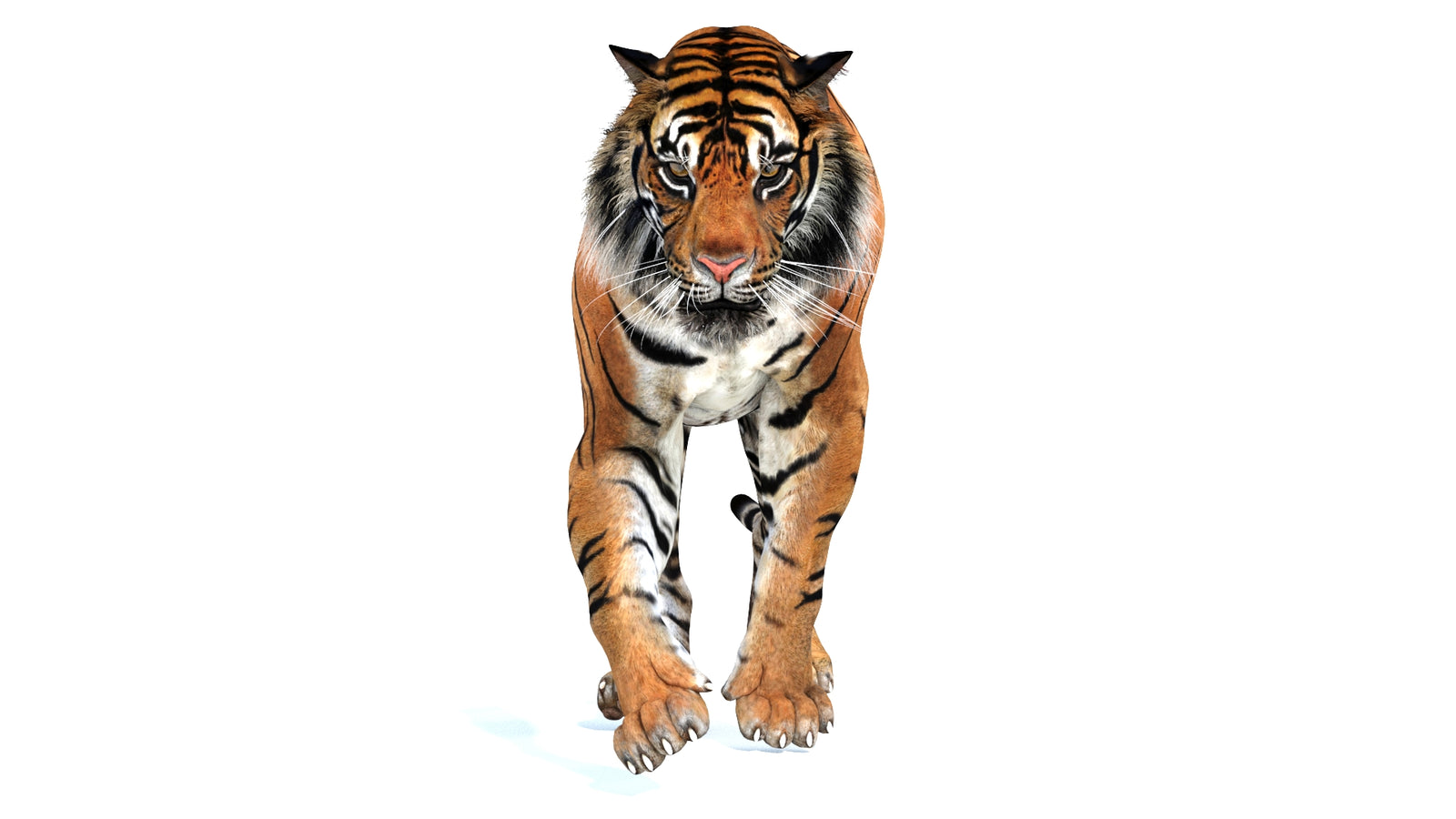 Animated Tiger 3D Model 360° view 2 frame 19