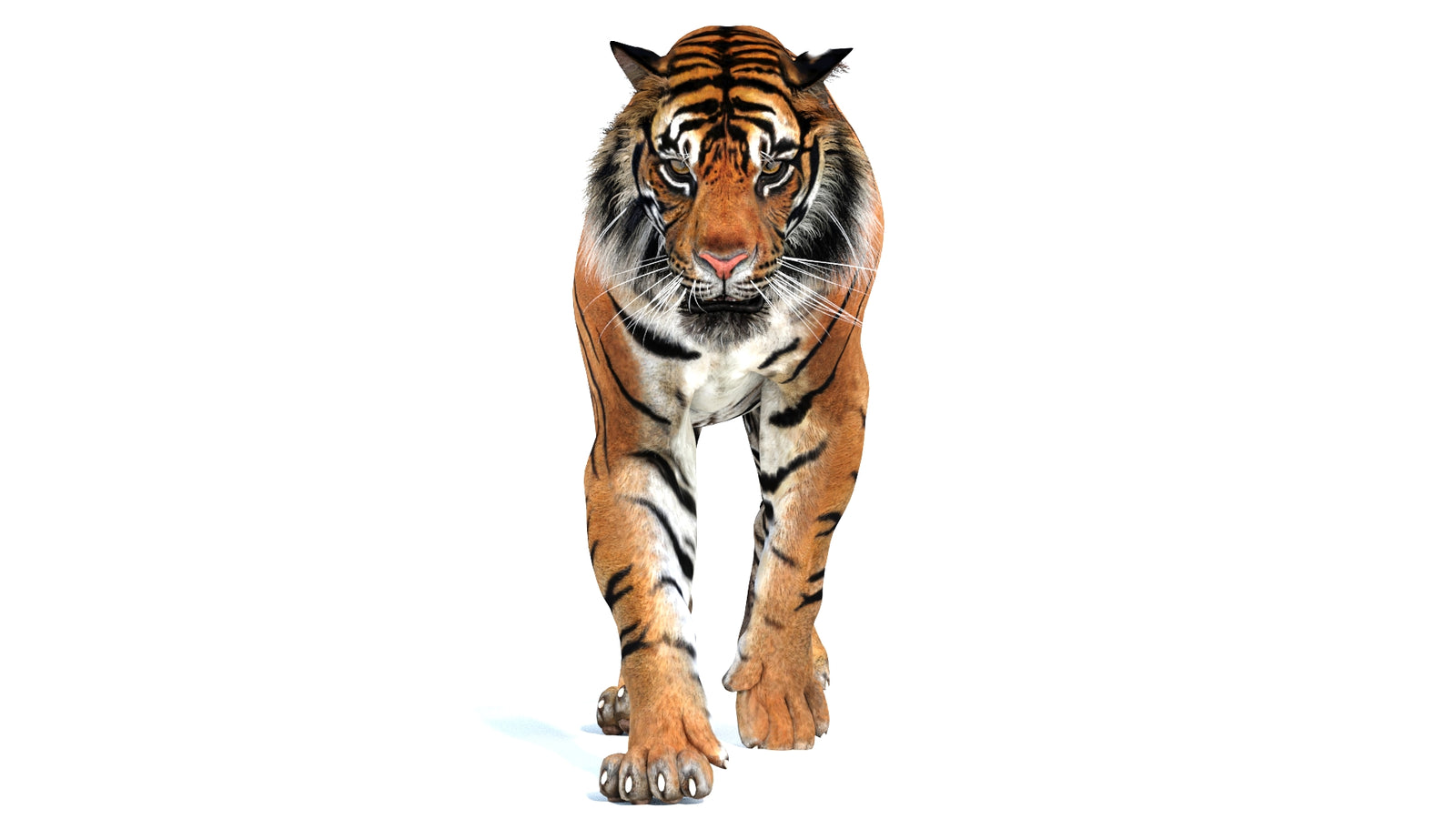 Animated Tiger 3D Model 360° view 2 frame 22