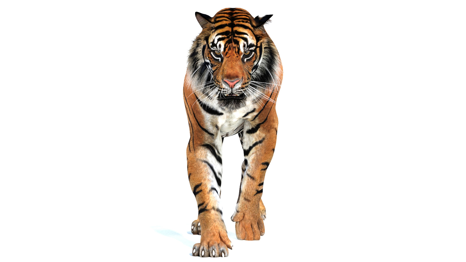 Animated Tiger 3D Model 360° view 2 frame 23