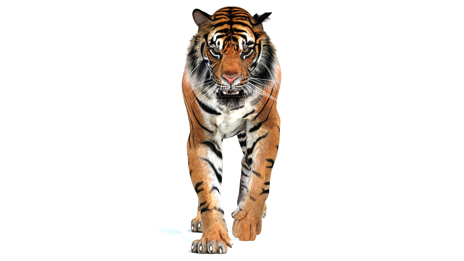 Animated Tiger 3D Model 360° view 2 frame 25