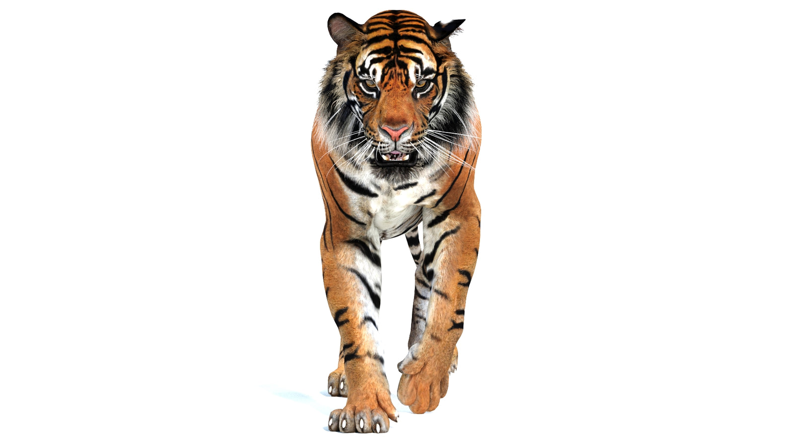 Animated Tiger 3D Model 360° view 2 frame 26