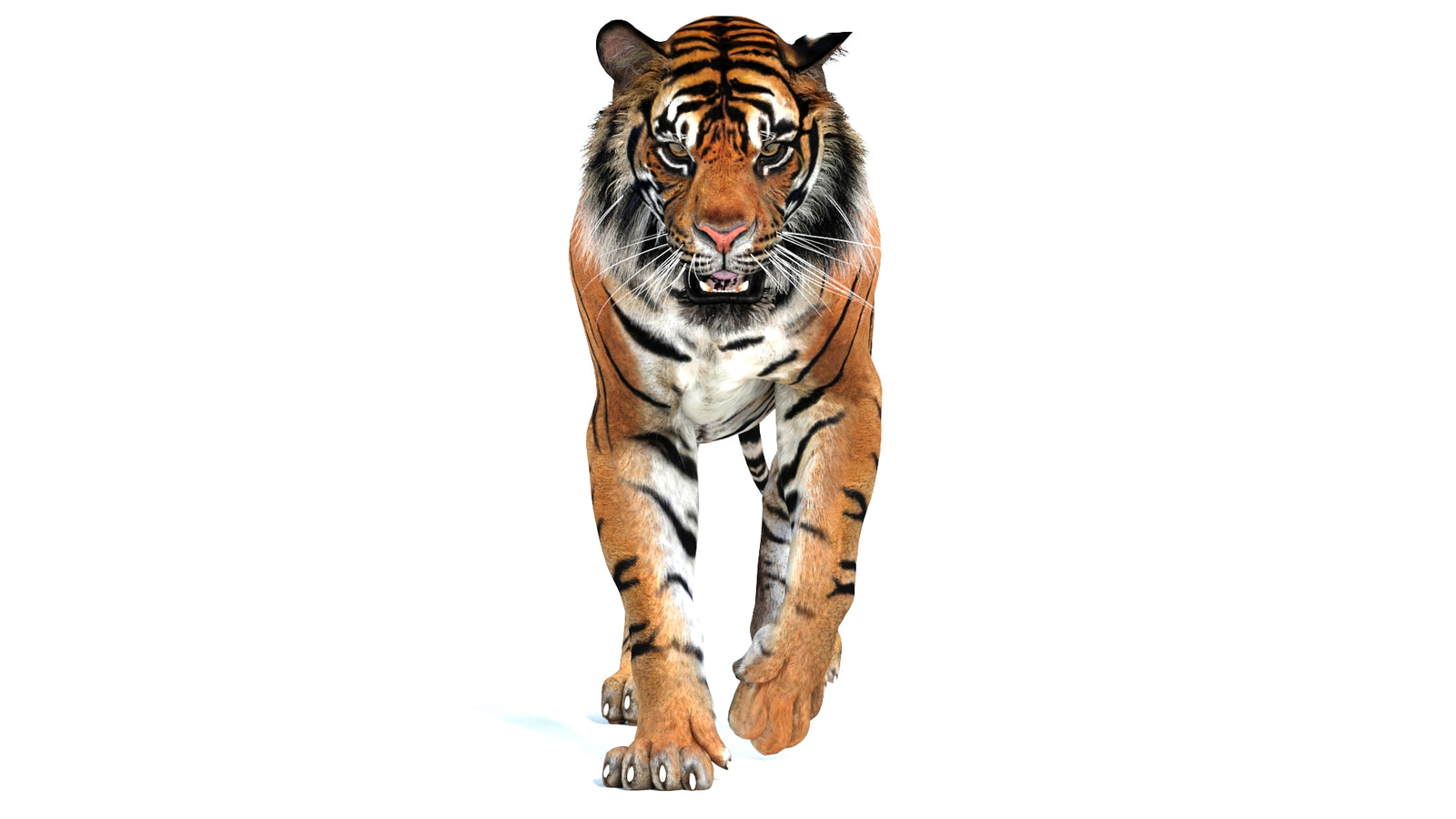 Animated Tiger 3D Model 360° view 2 frame 27