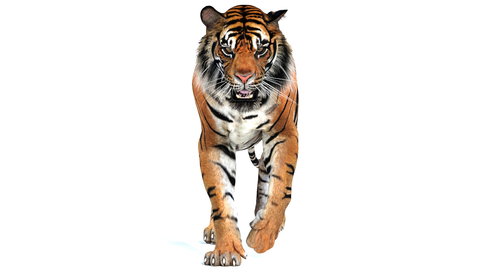 Animated Tiger 3D Model 360° view 2 frame 28