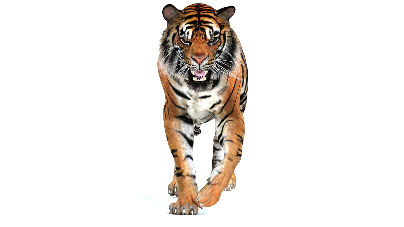 Animated Tiger 3D Model 360° view 2 frame 32