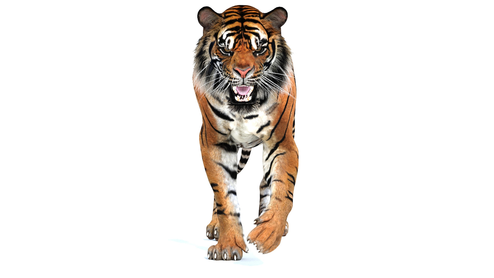 Animated Tiger 3D Model 360° view 2 frame 35