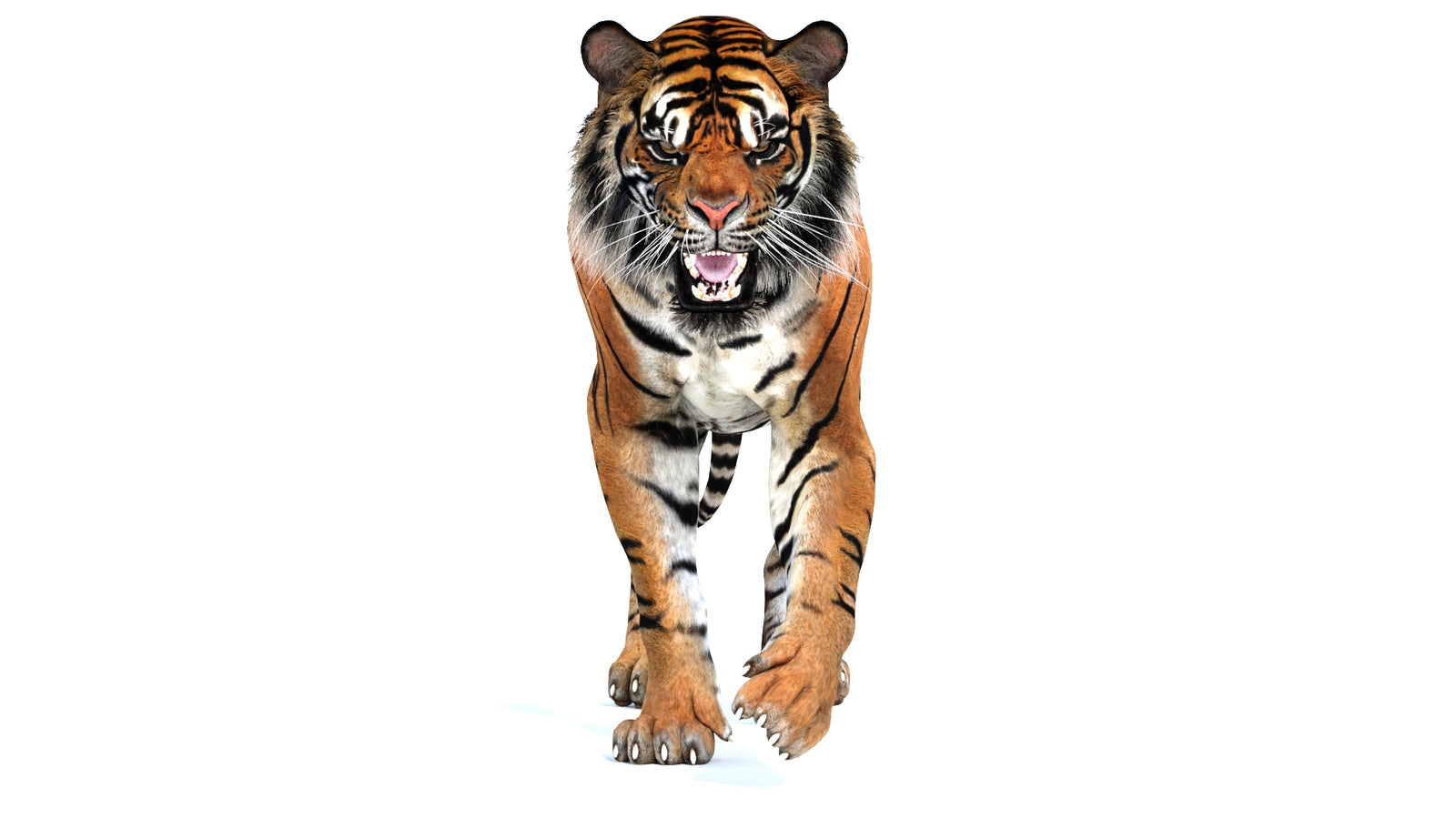 Animated Tiger 3D Model 360° view 2 frame 36