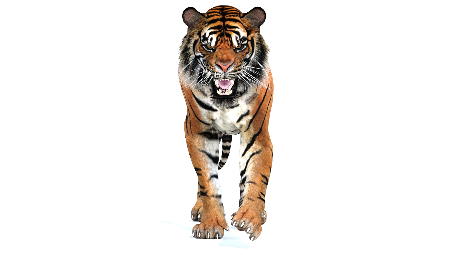 Animated Tiger 3D Model 360° view 2 frame 37