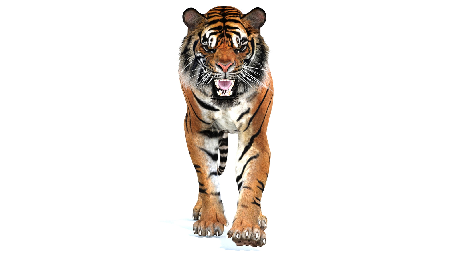 Animated Tiger 3D Model 360° view 2 frame 39