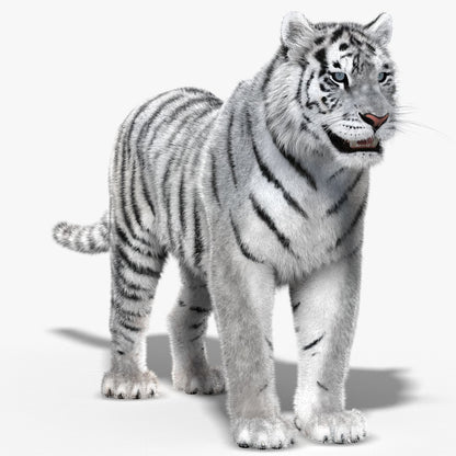Tiger White Fur 3D Model