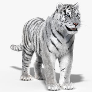 Tiger White Fur 3D Model Thumbnail