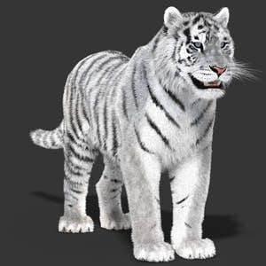 Tiger White Fur 3D Model Thumbnail