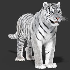 Tiger White Fur 3D Model Thumbnail