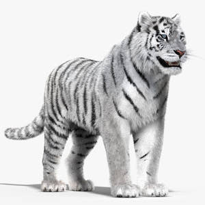 Tiger White Fur 3D Model Thumbnail