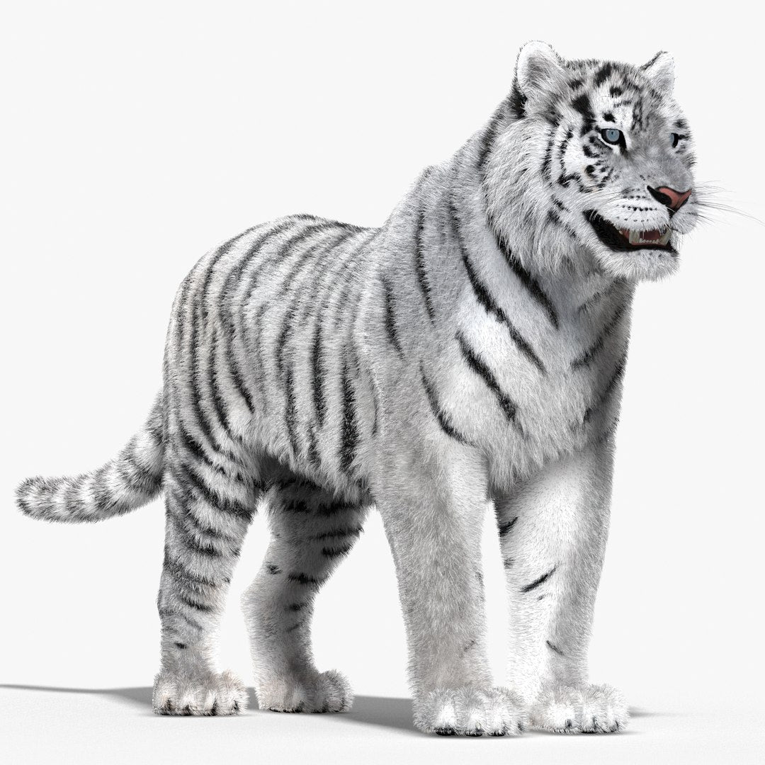 Tiger White Fur 3D Model