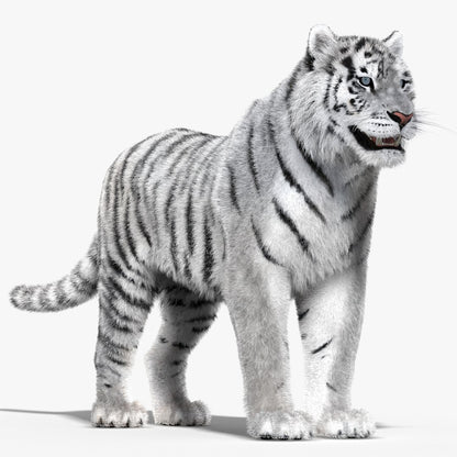 Tiger White Fur 3D Model
