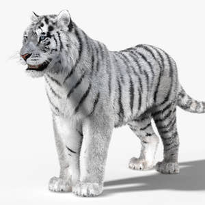 Tiger White Fur 3D Model Thumbnail