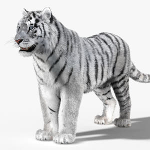 Tiger White Fur 3D Model Thumbnail