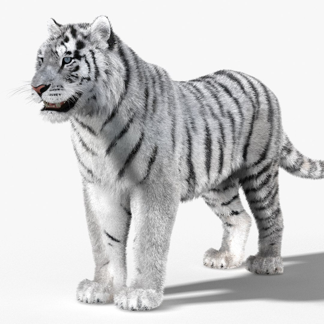 Tiger White Fur 3D Model