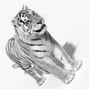 Siberian White Tiger 3D Model - Hair and Fur Thumbnail