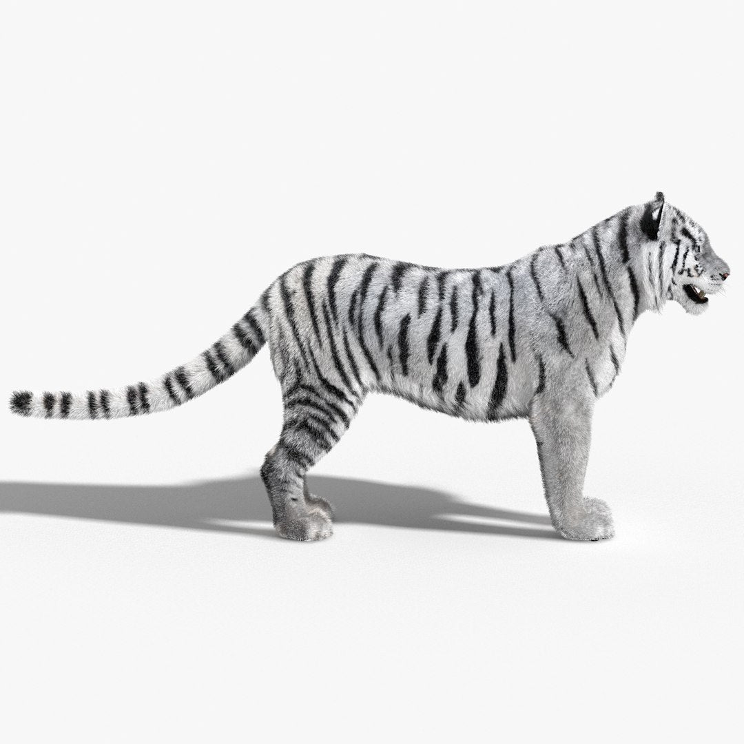 Tiger White Fur 3D Model