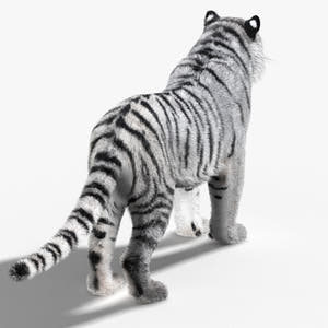 Siberian White Tiger 3D Model - Hair and Fur Thumbnail