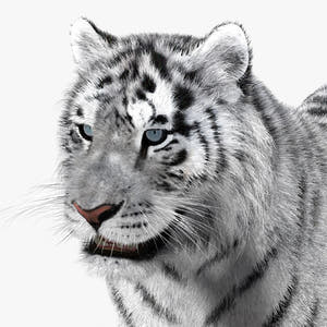 Siberian White Tiger 3D Model - Hair and Fur Thumbnail