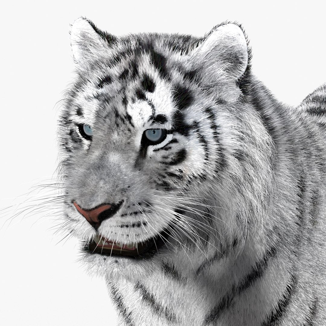 Siberian White Tiger 3D Model - Hair and Fur