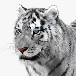 Tiger White Fur 3D Model Thumbnail