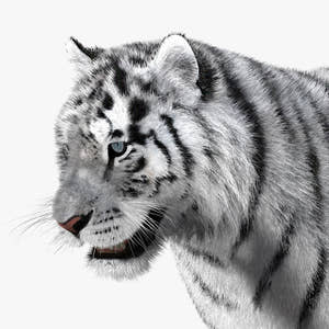 Tiger White Fur 3D Model Thumbnail
