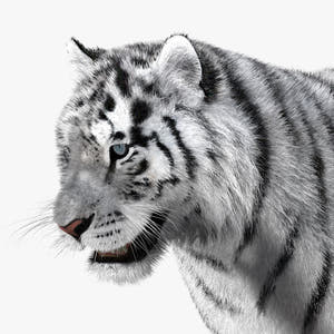 Siberian White Tiger 3D Model - Hair and Fur Thumbnail