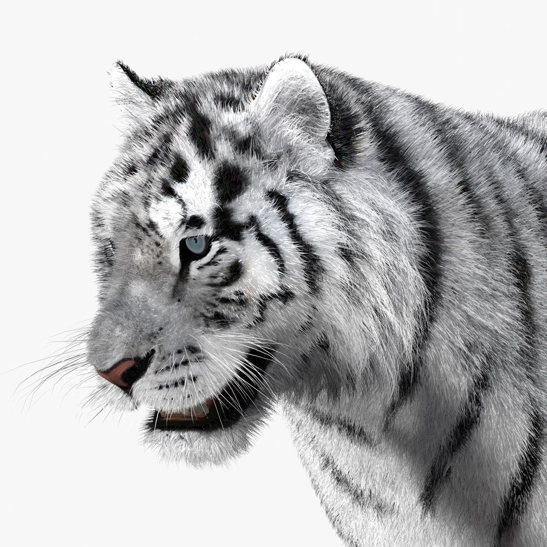 Siberian White Tiger 3D Model - Hair and Fur