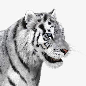 Tiger White Fur 3D Model Thumbnail