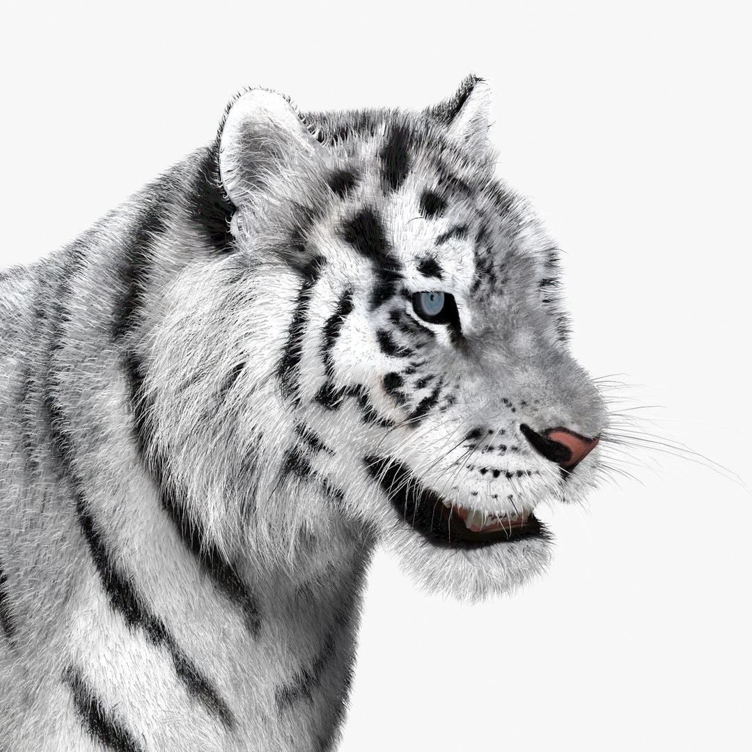 Siberian White Tiger 3D Model - Hair and Fur
