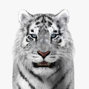 Tiger White Fur 3D Model Thumbnail