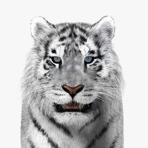 Siberian White Tiger 3D Model - Hair and Fur Thumbnail